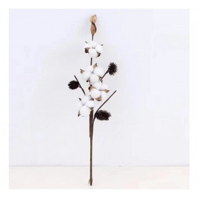 Λουλούδι Cotton